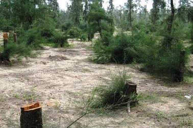 Chặt rừng phòng hộ làm... củi!