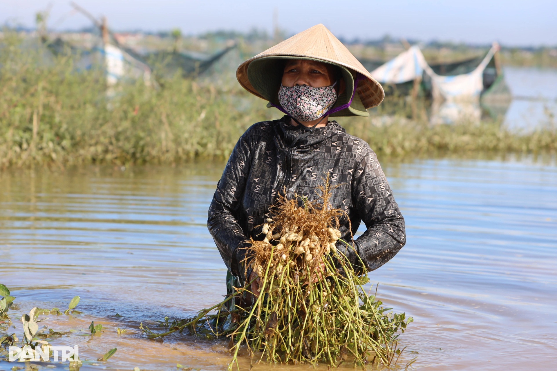 Nông dân bóp bùn, mò vét hoa màu ngập trong lũ dị thường - 3 Nông dân bóp bùn, mò vét hoa màu ngập trong lũ dị thường - 3