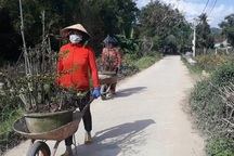 Bình Định: Phụ nữ nông thôn kiếm bộn tiền nhờ “bốc” mai ngày Tết