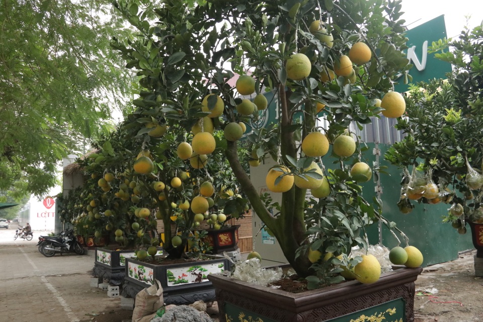Hà Nội: Bưởi cảnh, đào khủng đua nhau xuống phố đón Tết - 1