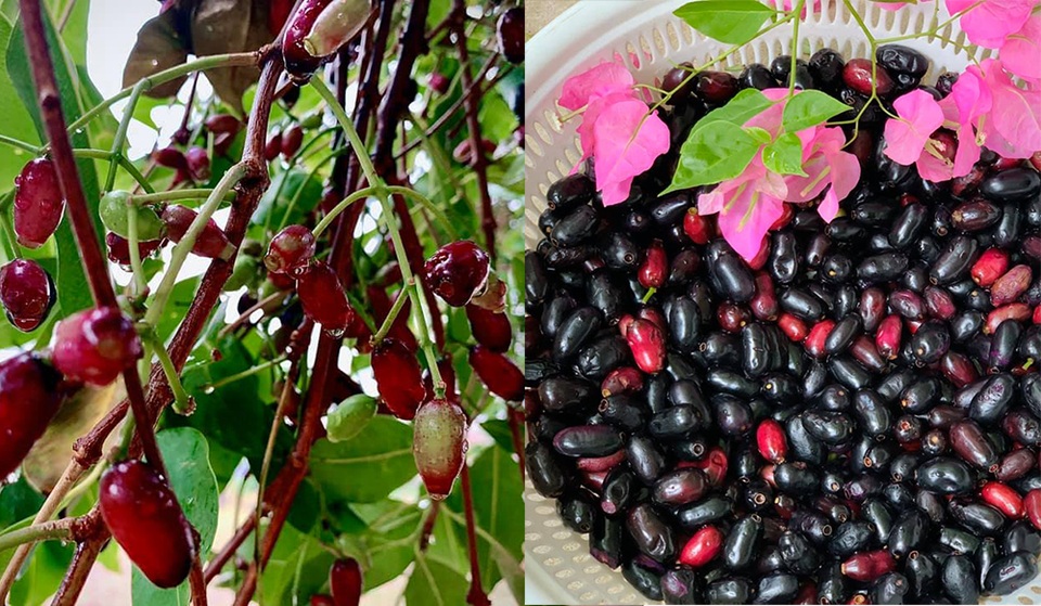 Ngất ngây với vườn cây trái trĩu quả của ca sĩ Mỹ Lệ - 3 Ngất ngây với vườn cây trái trĩu quả của ca sĩ Mỹ Lệ - 3