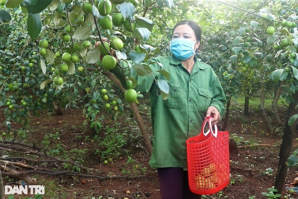 Hồ tiêu thất bát, người phụ nữ U50 mày mò trồng táo trên đất sỏi đá - 6 Hồ tiêu thất bát, người phụ nữ U50 mày mò trồng táo trên đất sỏi đá - 6