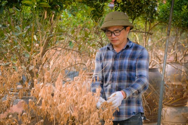 Mất trắng quất dịp Tết, người dân Tứ Liên nỗ lực tỉa cành cứu cây giống