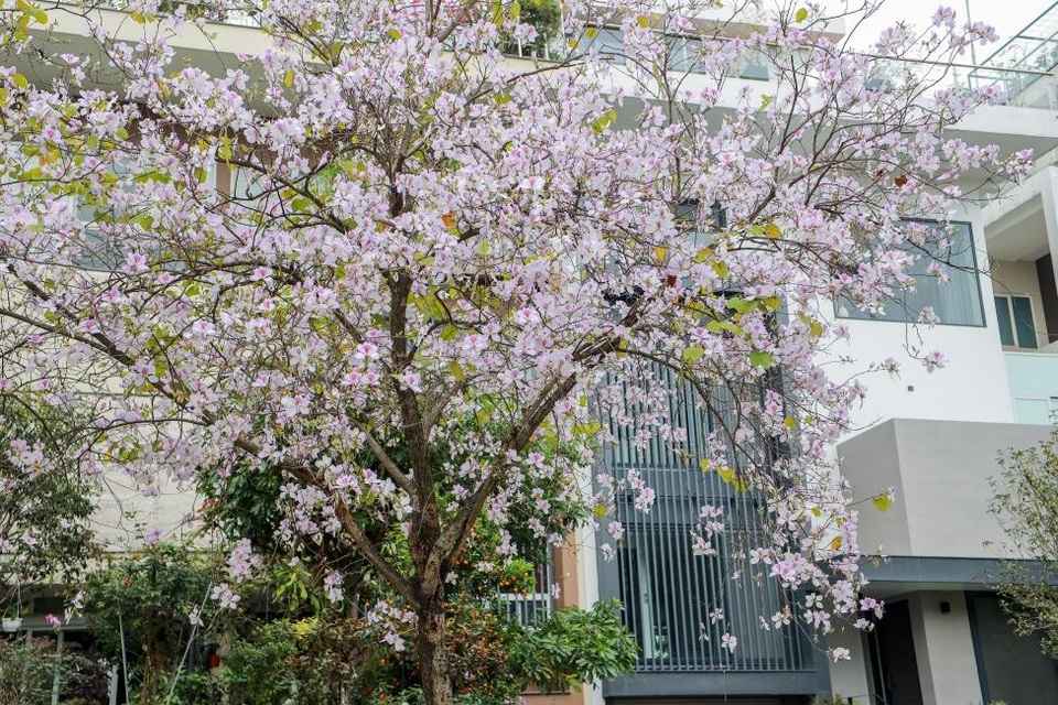 Ấn tượng sắc xuân tại Ciputra Hanoi - 6 Ấn tượng sắc xuân tại Ciputra Hanoi - 6