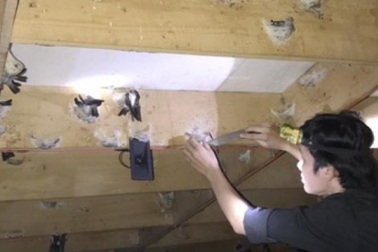 Nuôi yến: Người tỷ phú, kẻ trắng tay, nhiều hộ vẫn còn "xếp hàng"