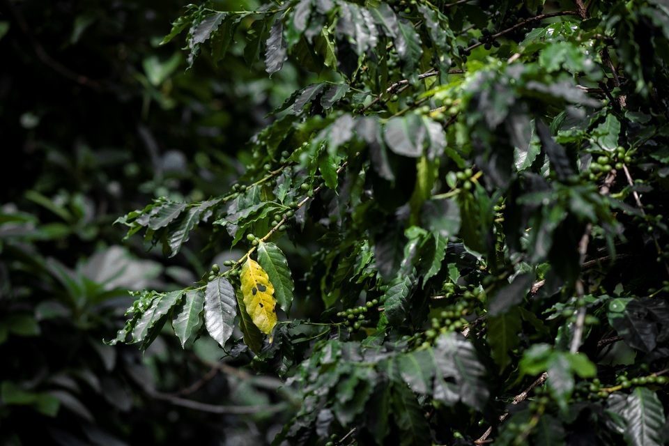 Cà phê Arabica và cà phê Robusta khác nhau như thế nào? - 1 Cà phê Arabica và cà phê Robusta khác nhau như thế nào? - 1