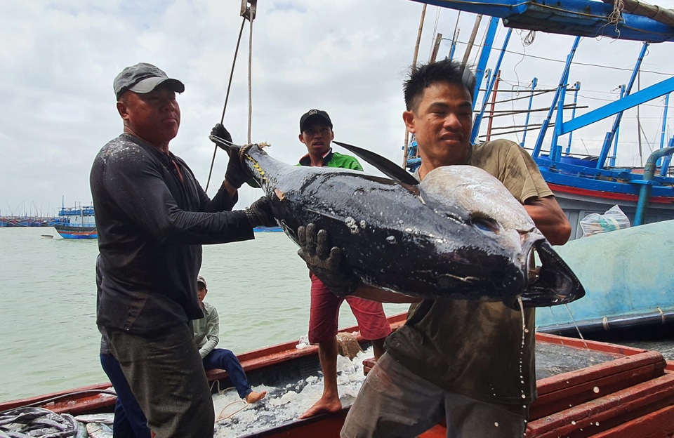 Cận cảnh mẻ cá ngừ đại dương nặng 40 - 60kg/con cập cảng ngày giáp Tết - 3 Cận cảnh mẻ cá ngừ đại dương nặng 40 - 60kg/con cập cảng ngày giáp Tết - 3