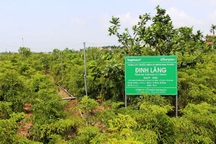 Bỏ lúa sang trồng cây giá trị kinh tế, người dân thu về trăm triệu đồng