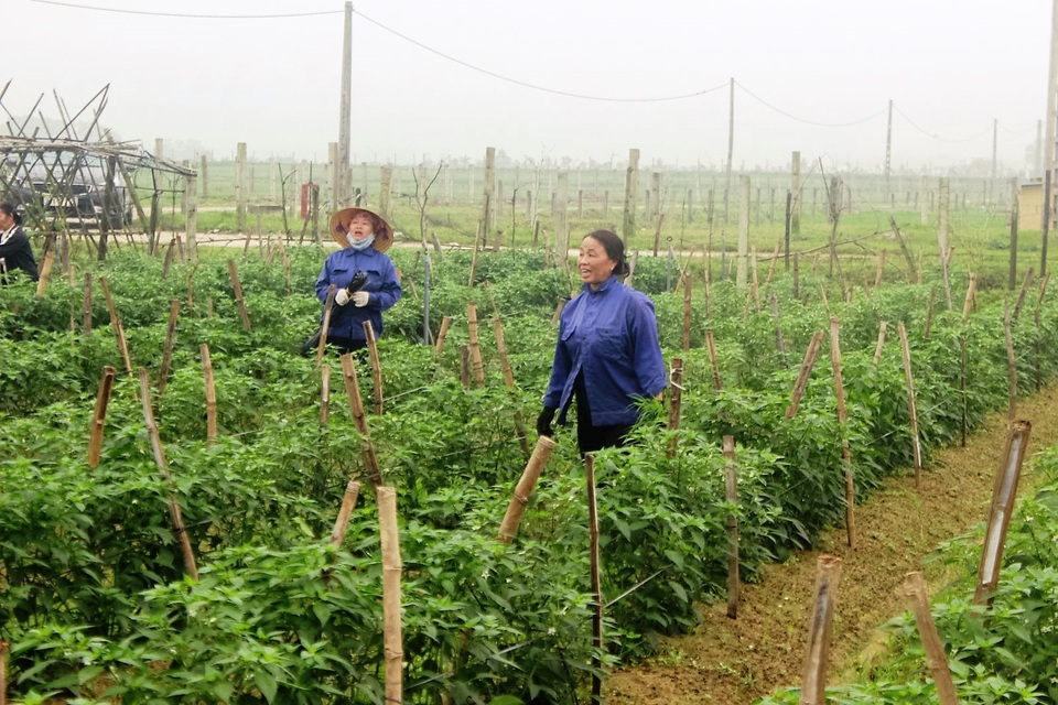 Nông dân xót xa cảnh hoang tàn của vựa rau lớn nhất Hà Tĩnh - 1 Nông dân xót xa cảnh hoang tàn của vựa rau lớn nhất Hà Tĩnh - 1