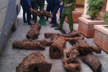 Xe khách vận chuyển gỗ quý hiếm đang được rộ trên thị trường