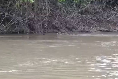 Choáng với cuộc chiến sống còn giữa cá sấu caiman và báo đốm