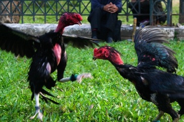 Lập 21 tài khoản mạng xã hội để lừa đảo bán gà chọi, chim cảnh