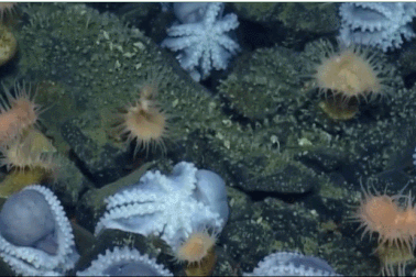 Phát hiện “bệnh viện phụ sản” cực hiếm dưới biển sâu của hàng nghìn con bạch tuộc