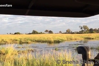 Sư tử vật lộn với cá sấu “khủng” để cứu bạn dưới sông