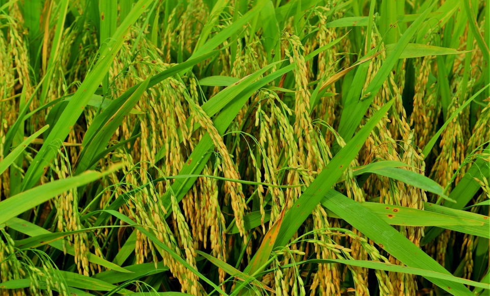 Cánh đồng lúa Hội An đã chín vàng nhưng vắng bóng du khách - 2 Cánh đồng lúa Hội An đã chín vàng nhưng vắng bóng du khách - 2