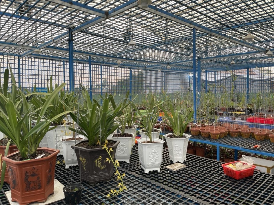 Lắng nghe kinh nghiệm quý báu về cách chăm lan hồ điệp nở đúng dịp Tết của nghệ nhân Quý Trần - 2 Lắng nghe kinh nghiệm quý báu về cách chăm lan hồ điệp nở đúng dịp Tết của nghệ nhân Quý Trần - 2