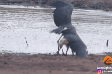 Hãi hùng với cảnh chó rừng lưng đen "hạ gục" cò khổng lồ