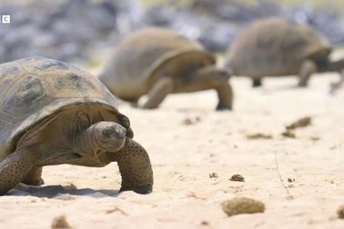 Hàng nghìn rùa khổng lồ di chuyển vì nóng, tránh bị nung chín trong mai rùa
