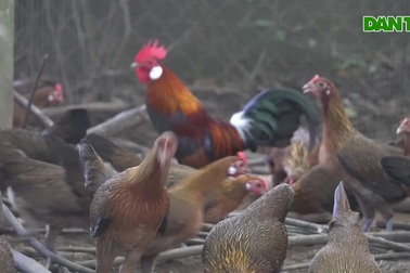 Bỏ việc ở Hà Nội, về quê kiếm 50 triệu đồng mỗi tháng nhờ nuôi gà rừng