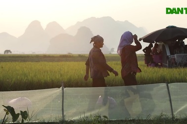 Bức tranh mùa gặt tuyệt đẹp ở ngoại thành Hà Nội