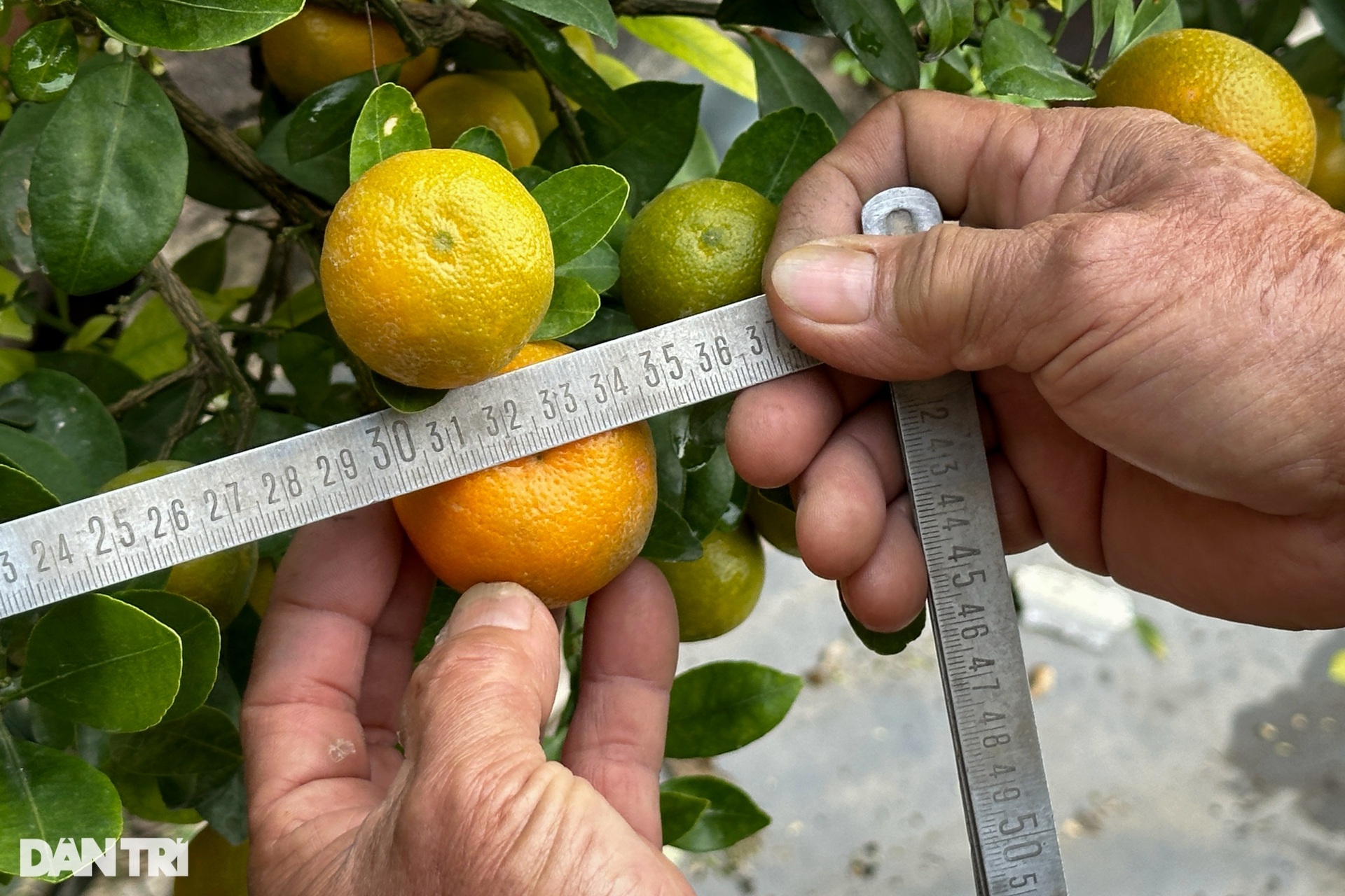 Hanoi garden owner grafts kumquats with strange trees to sell during Tet, earning hundreds of millions of dong - 10