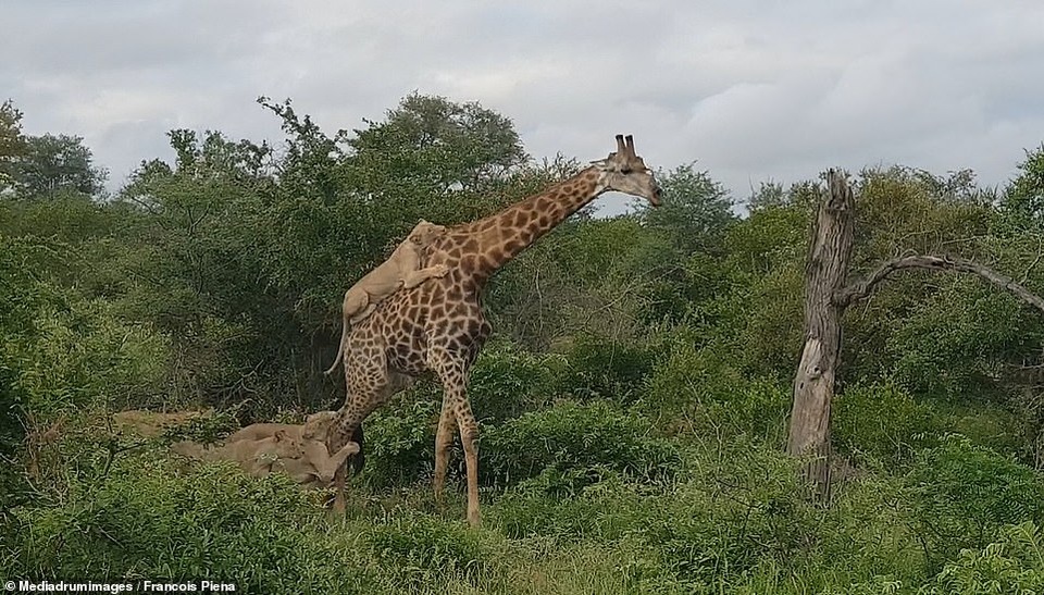 Bầy sư tử cố vật hươu cao cổ xuống đất suốt 5 tiếng nhưng bất thành - 3 Bầy sư tử cố vật hươu cao cổ xuống đất suốt 5 tiếng nhưng bất thành - 3