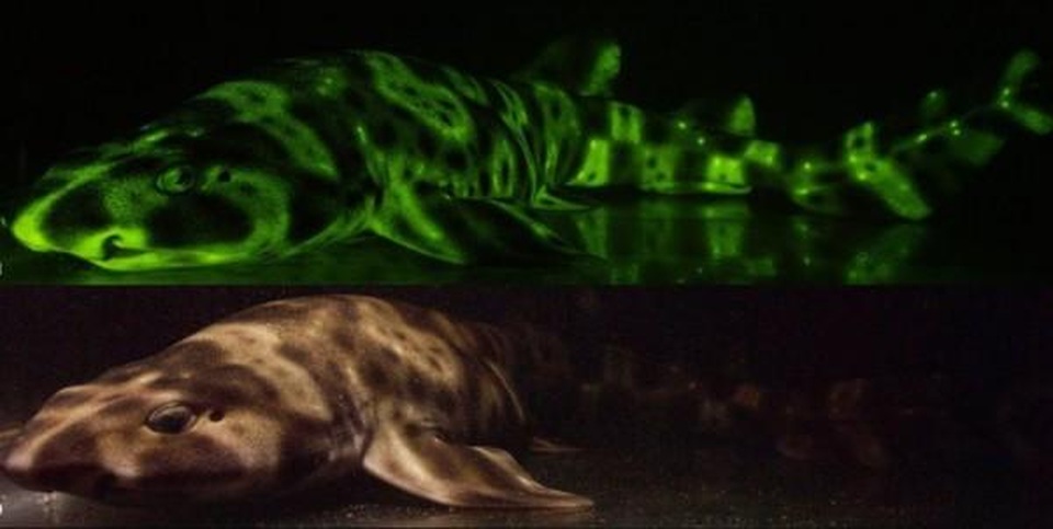 Phát hiện cá mập phát sáng bí ẩn dưới đáy đại dương - 1