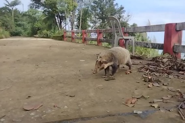 Cá thể lửng lợn Đông Dương xuất hiện tại đỉnh Bạch Mã