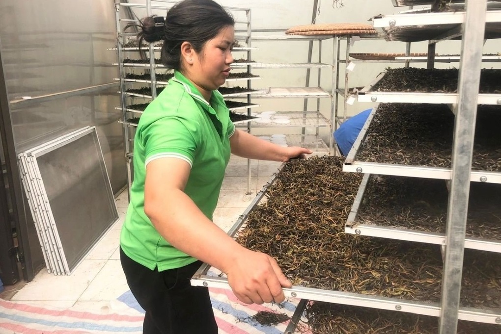 Lào Cai: Nhiều mô hình kinh tế hiệu quả do phụ nữ làm chủ - 1 Lào Cai: Nhiều mô hình kinh tế hiệu quả do phụ nữ làm chủ - 1