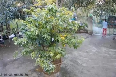 Cảnh "cẩu tặc" manh động xông vào nhà cướp chó