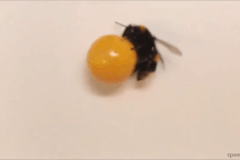 Thí nghiệm đáng kinh ngạc cho thấy ong "chơi" với đồ vật