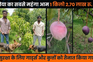 Trồng được xoài giá 300 USD/quả, cặp đôi thuê 4 người bảo vệ 7 quả xoài