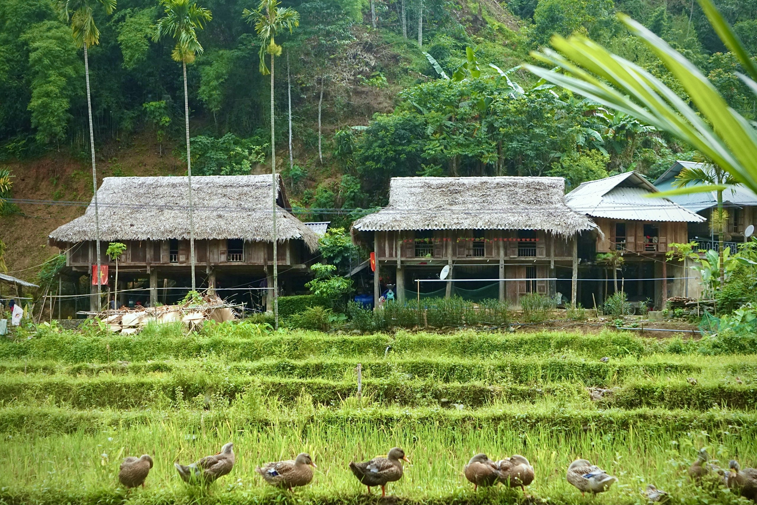 Rực rỡ mùa vàng trên đỉnh Pù Luông - 12 Rực rỡ mùa vàng trên đỉnh Pù Luông - 12