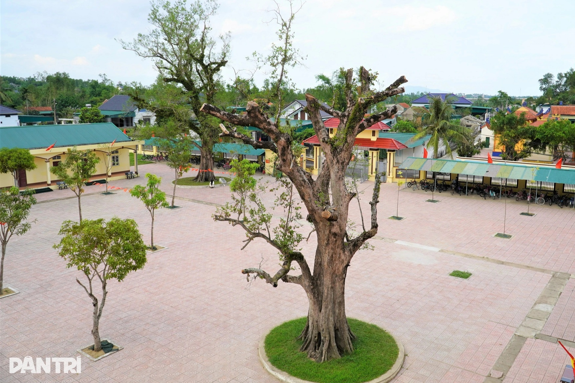 4 cây Kơ nia cổ thụ bí ẩn trong ngôi trường ở Hà Tĩnh - 2 4 cây Kơ nia cổ thụ bí ẩn trong ngôi trường ở Hà Tĩnh - 2