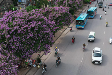 Hà Nội rực rỡ trong mùa hoa tháng 5