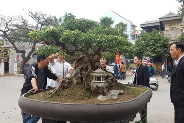 Cuộc đọ cây tiền tỷ của dân làng Triều Khúc