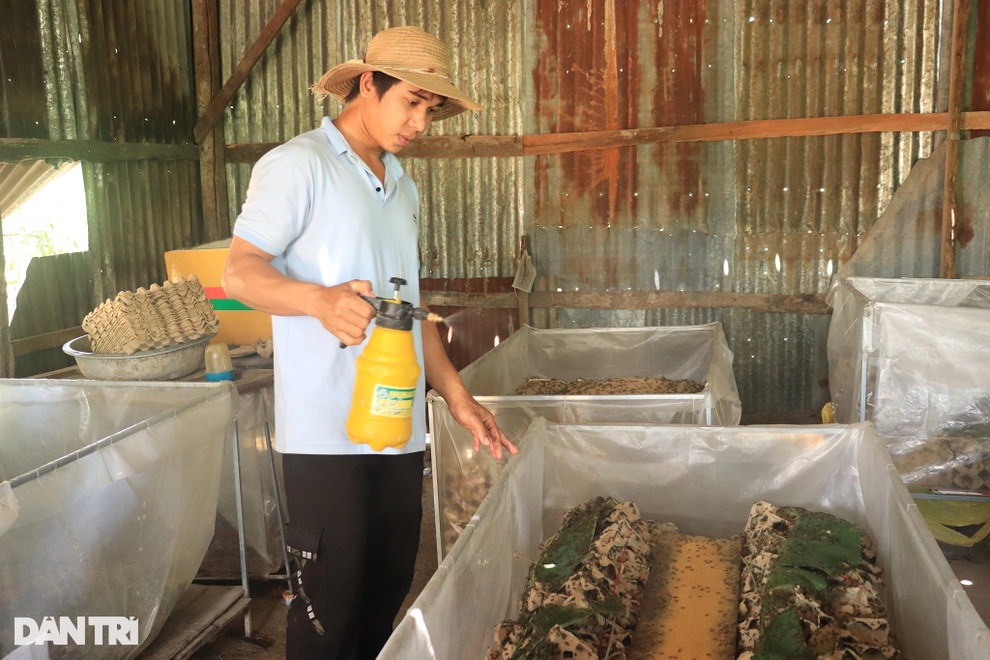 Chàng thanh niên Jrai thành công với nghề nuôi dế ở xã nghèo - 2 Chàng thanh niên Jrai thành công với nghề nuôi dế ở xã nghèo - 2