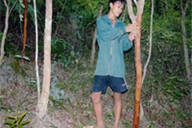 Lạng Sơn: Cảnh báo nạn tróc vỏ cây đem bán