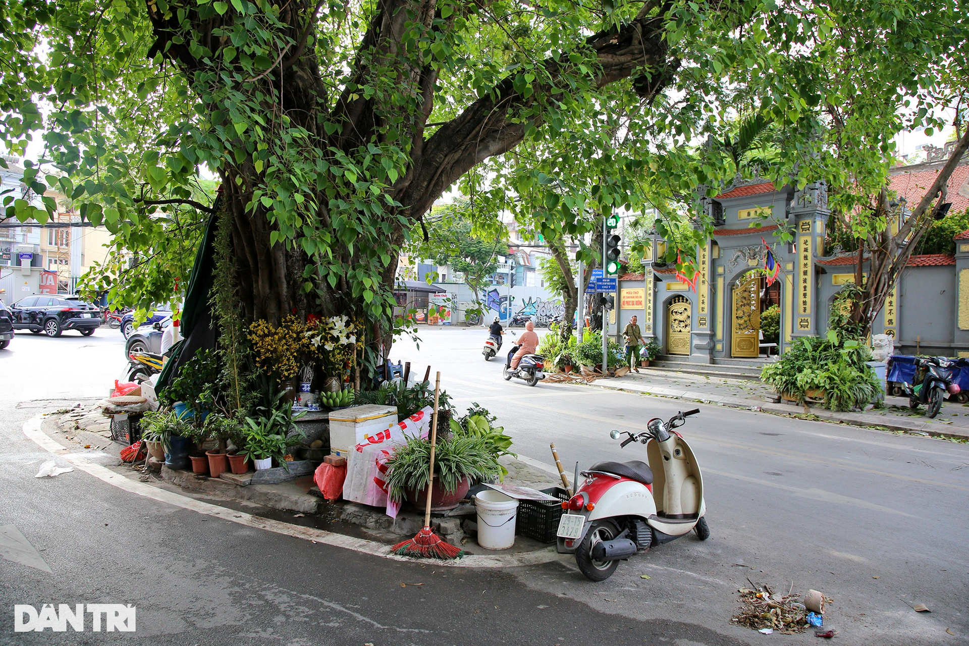 Những cây đại thụ án ngữ giữa đường lớn ở Hà Nội vẫn sống khỏe - 6 Những cây đại thụ án ngữ giữa đường lớn ở Hà Nội vẫn sống khỏe - 6