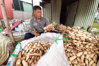 Mỗi năm trúng mùa bỏ túi cả tỷ đồng từ trồng sen lấy củ