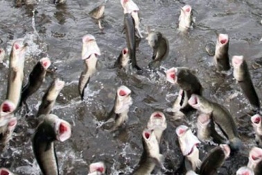 Cần Thơ: Dân huấn luyện cho cá lóc bay qua vòng lửa