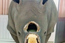 Khó xác định nguồn gốc sừng tê giác của ông Trầm Bê?