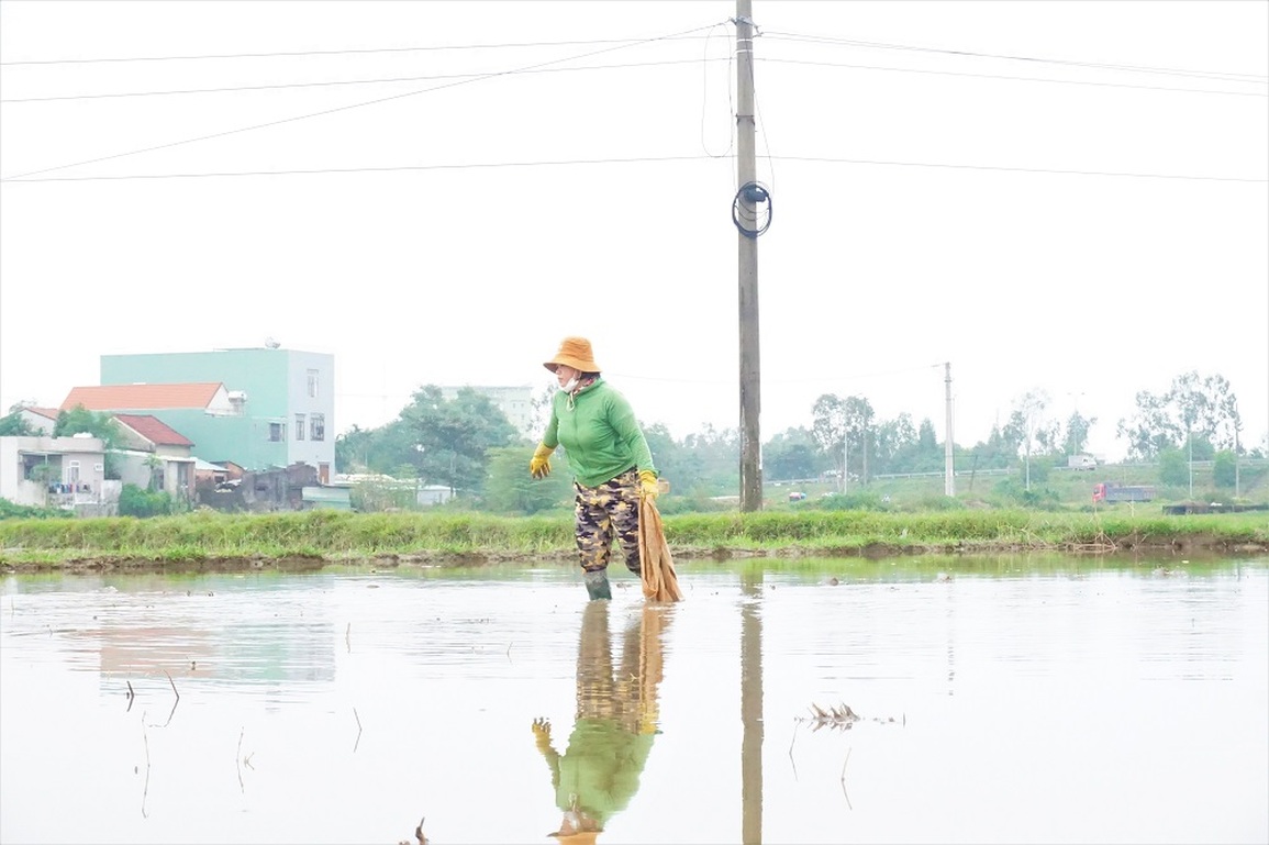 Nông dân lội bùn nhặt tiền trên ruộng - 1 Nông dân lội bùn nhặt tiền trên ruộng - 1