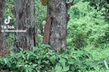 Thế giới động vật: Sự thật bất ngờ về sinh vật lạ và đáng sợ trên thân cây