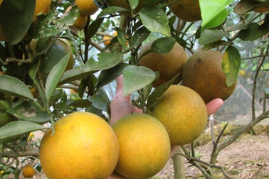 Thương lái “săn lùng”, cam Xã Đoài “sốt” giá