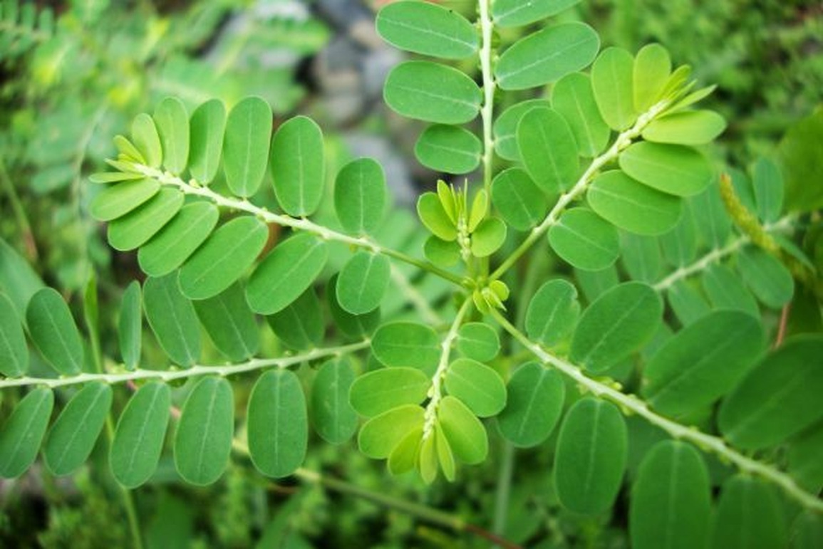 Top 5 thảo dược tốt cho người viêm gan virus - 3 Top 5 thảo dược tốt cho người viêm gan virus - 3