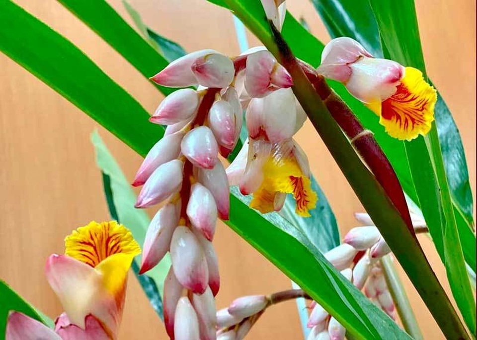 Hoa dại bờ bụi siêu đắt đỏ, mối buôn bán 2.000 cành/ngày - 3 Hoa dại bờ bụi siêu đắt đỏ, mối buôn bán 2.000 cành/ngày - 3