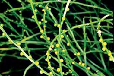 Kỳ lạ cây nguyên thủy giữa lòng Hà Nội 