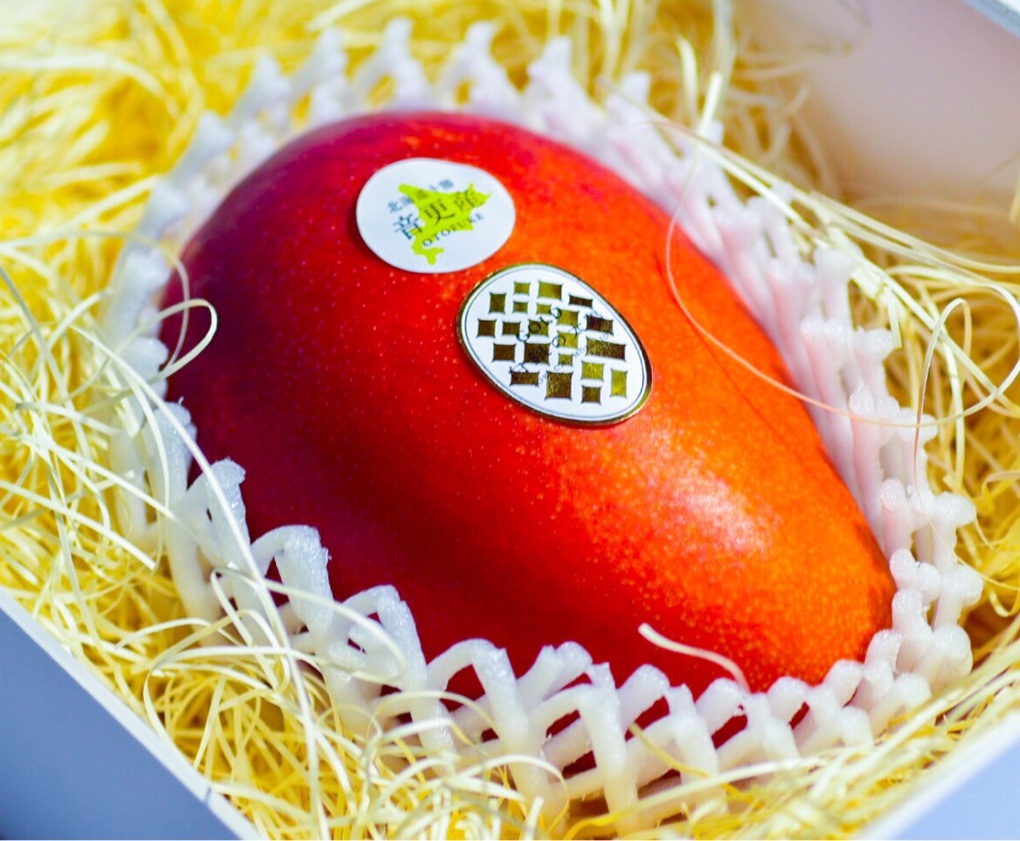 Bí mật về loại xoài đắt nhất thế giới - 3 Bí mật về loại xoài đắt nhất thế giới - 3
