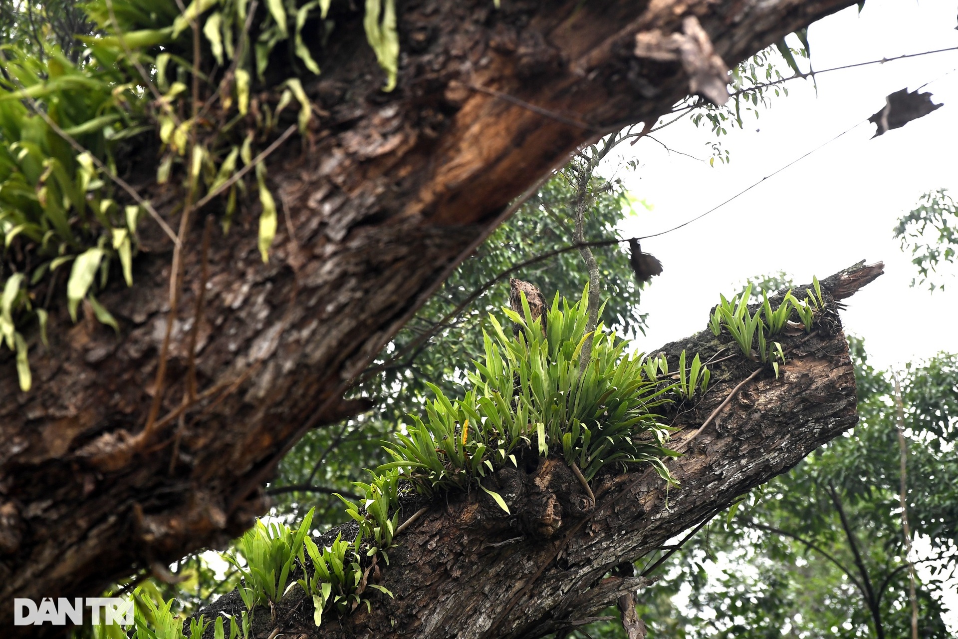 Cây muồng ngủ hơn 100 tuổi ở công viên Bách Thảo chết khô - 9